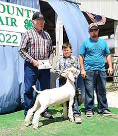 Sickels Club Lambs Winners